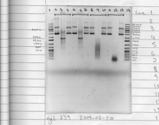 lab book electrophoresis
